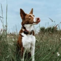 dog-gps-mini-lokator-pro-psy__mi001-3960.webp