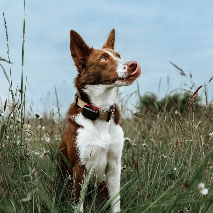 dog-gps-mini-lokator-pro-psy__mi001-3960.webp