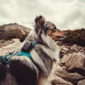 dog-gps-mini-lokator-pro-psy__mi001-3961.webp