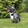 dog-gps-mini-lokator-pro-psy__mi001-3962.webp