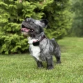 dog-gps-mini-lokator-pro-psy__mi001-3962.webp