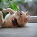 dog-gps-mini-lokator-pro-psy__mi001-3963.webp