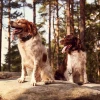 DOG-GPS-X20-2.webp