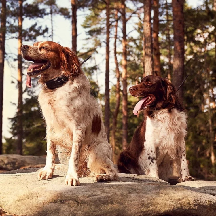DOG-GPS-X20-2.webp