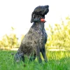 DOG-GPS-X20-3.webp