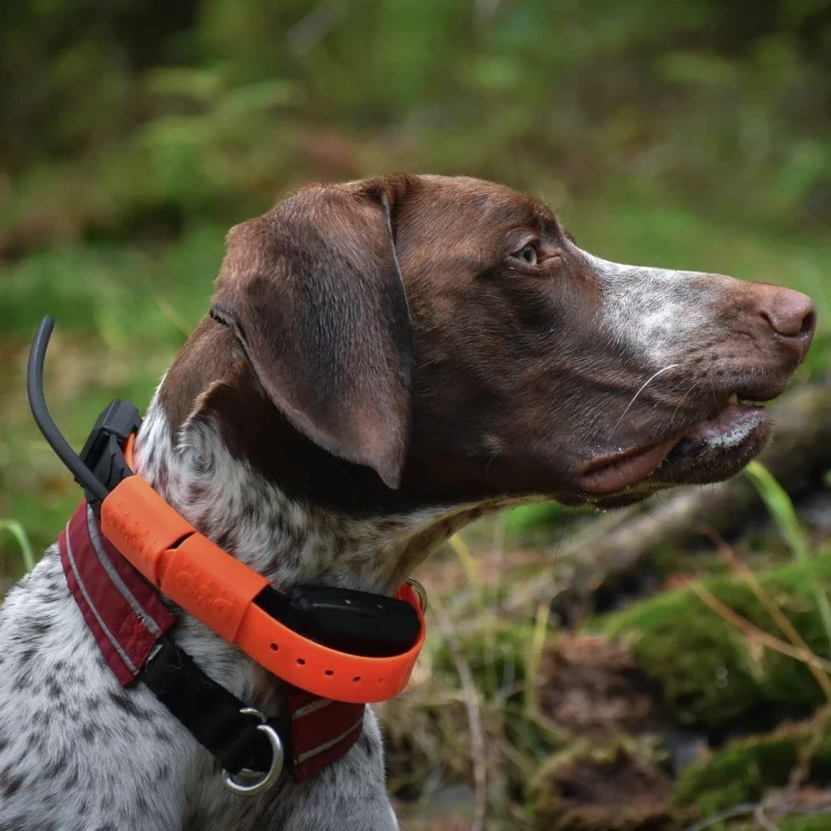 DOG-GPS-X22.webp