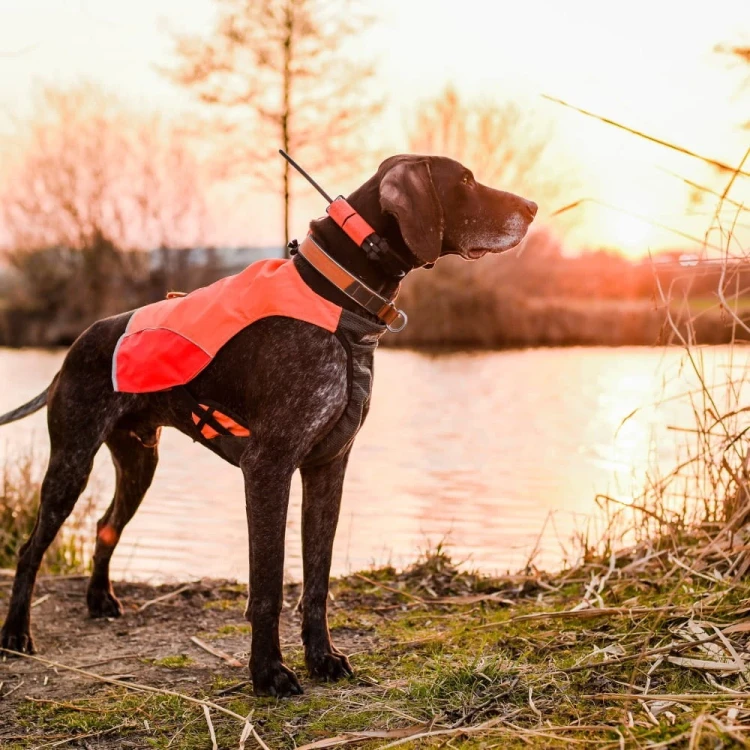 DOG-GPS-X25-7.webp