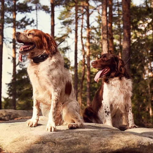 DOG-GPS-X20-1.webp