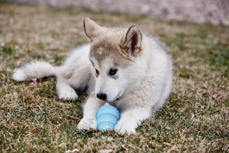 Gryzak-dla-psa-Kong-Puppy-4.webp