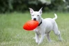 Piłka-rugby-dla-psa-Jolly-Pets-Football-3.webp