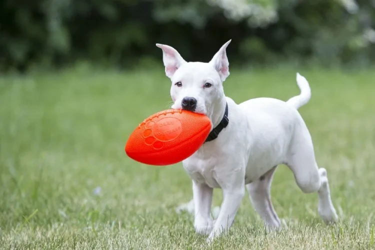Piłka-rugby-dla-psa-Jolly-Pets-Football-3.webp