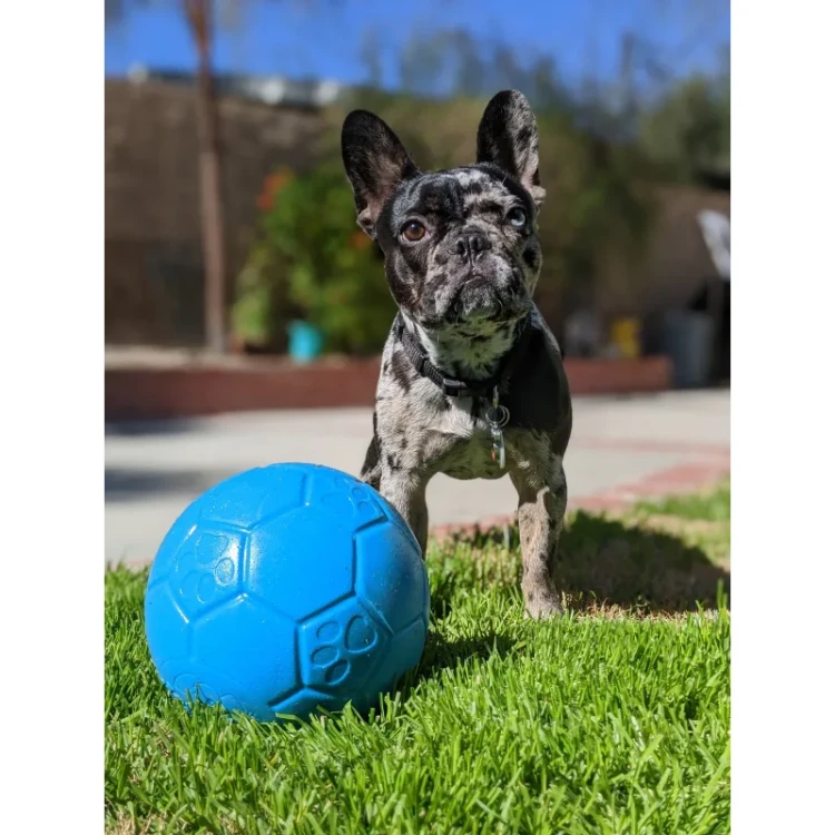 Piłka nożna dla psa Jolly Pets Soccer Ball