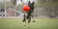 Piłka-nożna-dla-psa-Jolly-Pets-Soccer-Ball-2.webp