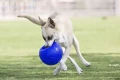 Piłka-nożna-dla-psa-Jolly-Pets-Soccer-Ball-3.webp