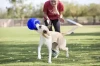 Piłka-nożna-dla-psa-Jolly-Pets-Soccer-Ball-4.webp