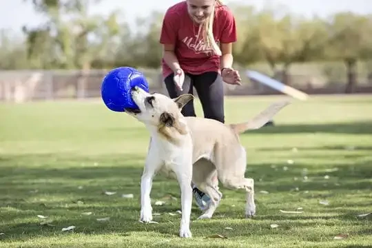 Piłka-nożna-dla-psa-Jolly-Pets-Soccer-Ball-4.webp