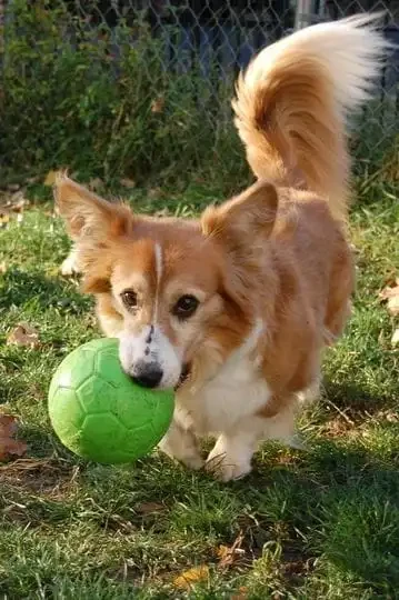 Piłka-nożna-dla-psa-Jolly-Pets-Soccer-Ball-5.webp