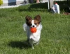 Jolly-Jumper-Ball-Orange-5.webp