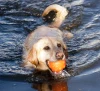 Jolly-Jumper-Ball-Orange-6.webp