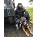 Ochraniacze-uszu_-Rex-Spec-K9-4.webp