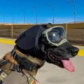 Ochraniacze-uszu_-Rex-Spec-K9-3.webp