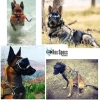 Gogle-dla-psa-Rex-Specs-1.webp
