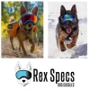 Gogle-dla-psa-Rex-Specs-3.webp