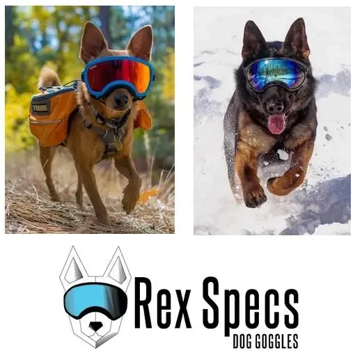 Gogle-dla-psa-Rex-Specs-3.webp