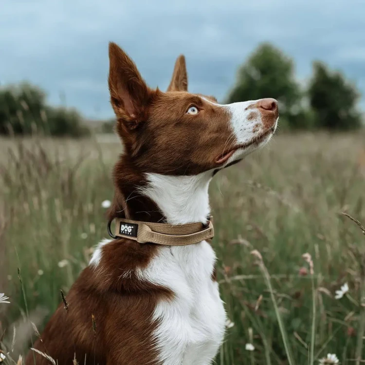obroza-taktyczna-k9-z-uchwytem-khaki-rozmiar-10.webp