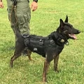 Uprząż-MULTI-K9-3.webp