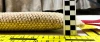 Gryzak-H-juta-400-x-70-_2-uchwyty_-4.webp