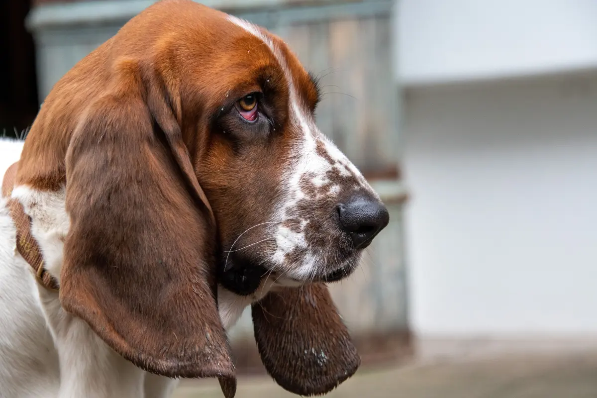 Bloodhound – charakterystyka rasy posokowca i mistrza tropienia