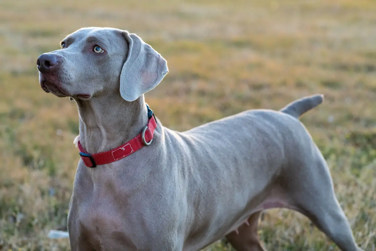 Weimaraner - charakterystyka rasy i wszechstronnego psa myśliwskiego