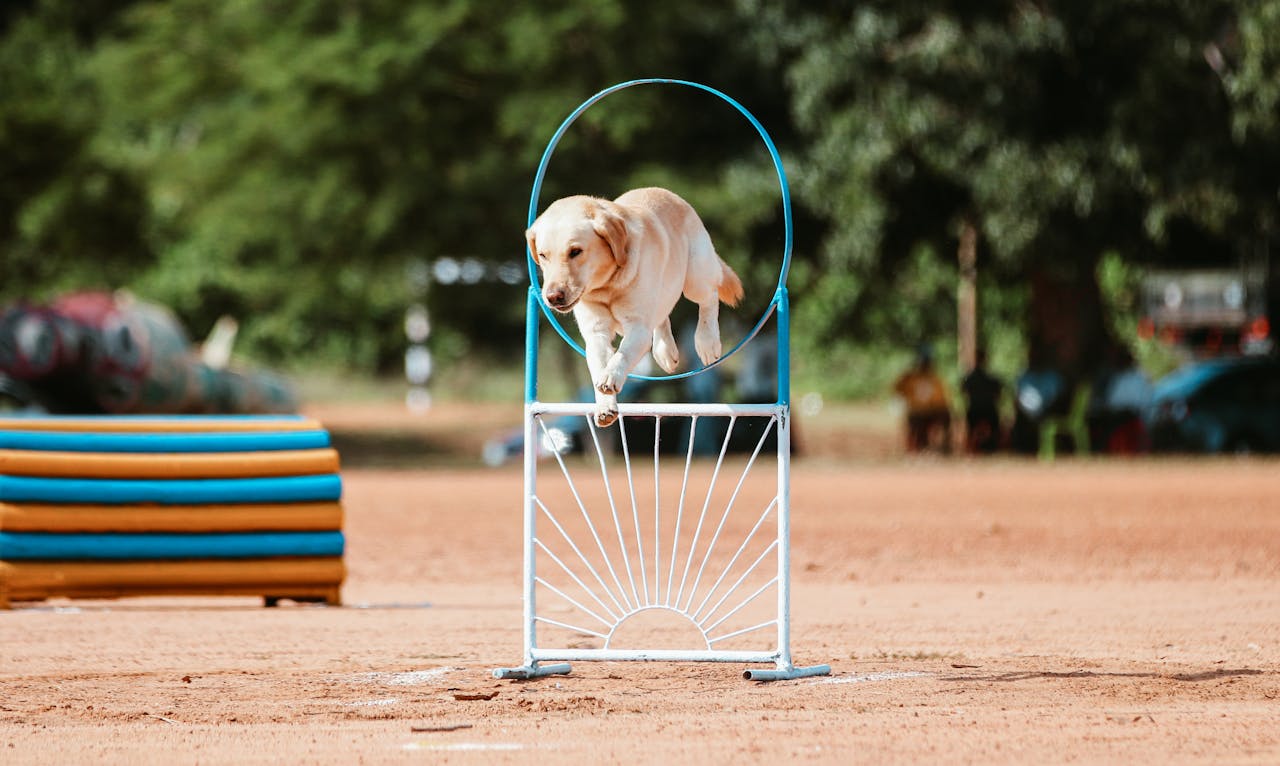 Agility dla psa – jak zacząć i dlaczego warto trenować?